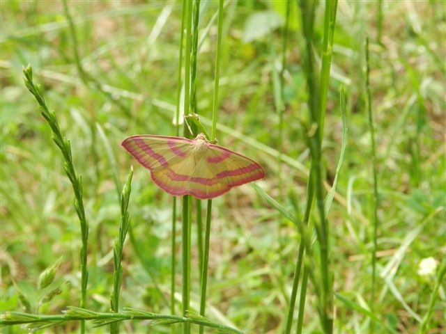 ID falena